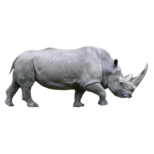Rhino PNG-24800